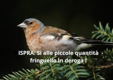 Lombardia: Ispra dice si alla caccia in deroga